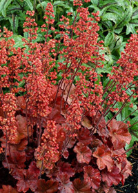 Heuchera 'Cherry Cola'